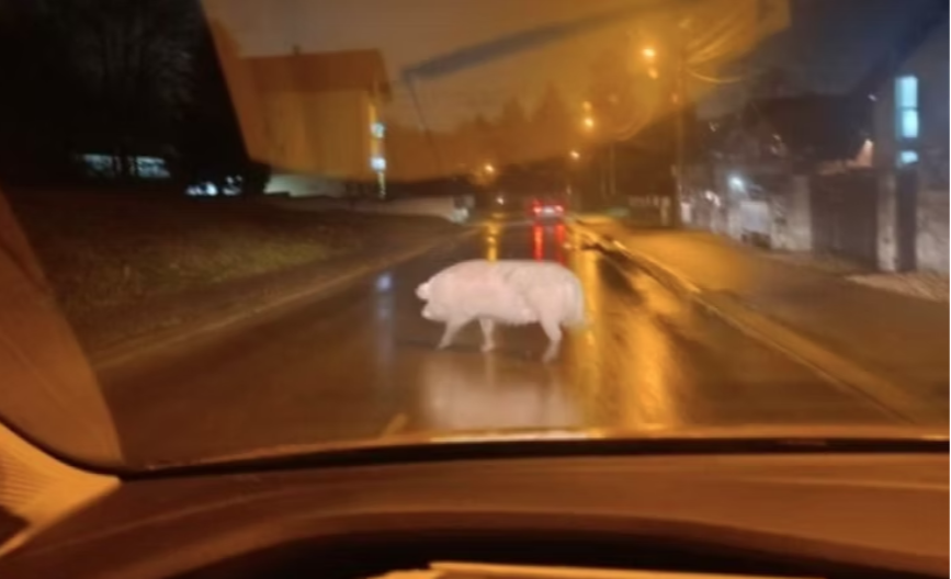 Svinja prošetala banjalučkim naseljem 